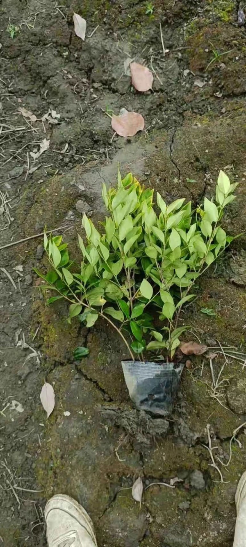 金森女贞小杯大杯高度30-35公分，冠幅30-40