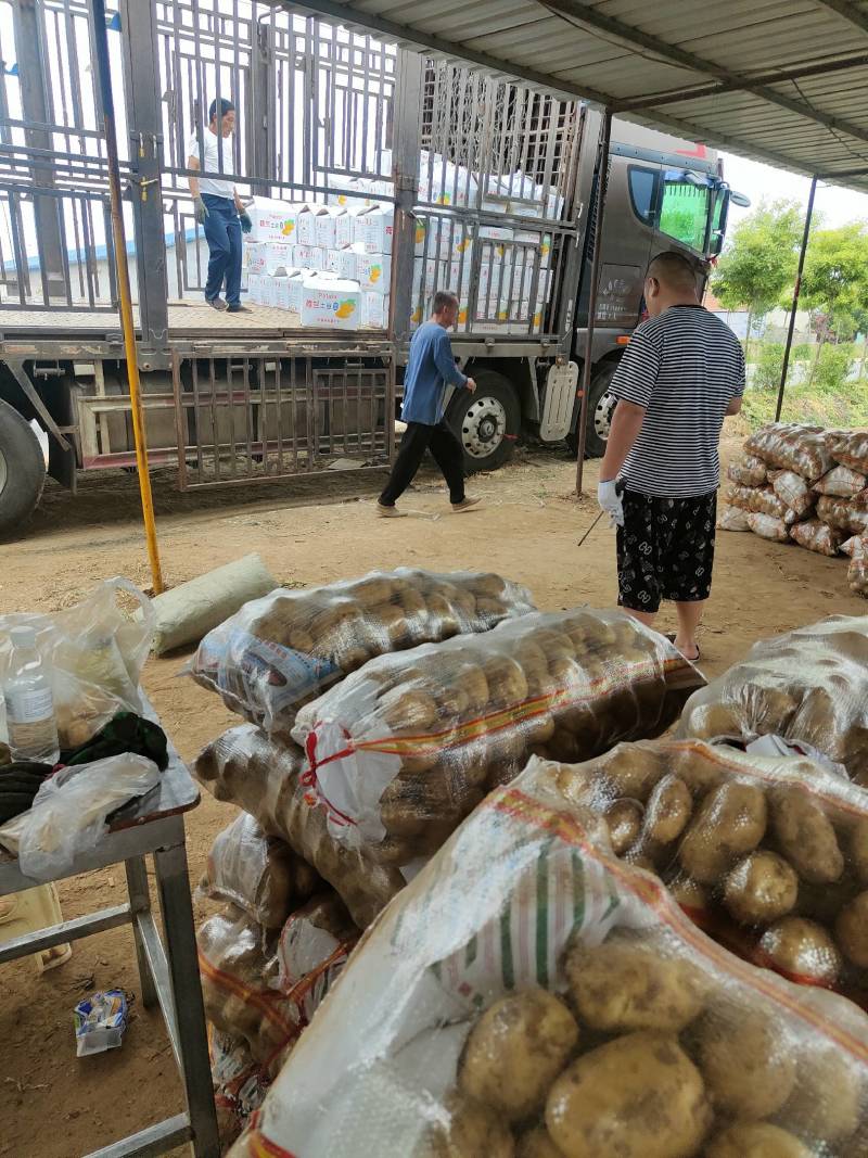 土豆，山东土豆，超市电商品质，精品土豆