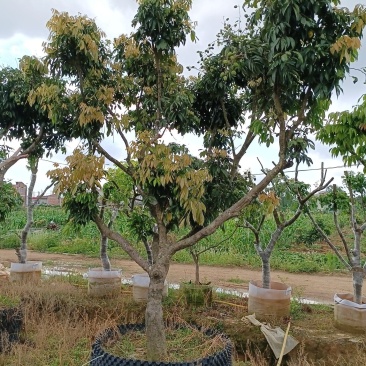 全树冠荔枝假植苗批发啦妃子笑荔枝桂味荔枝