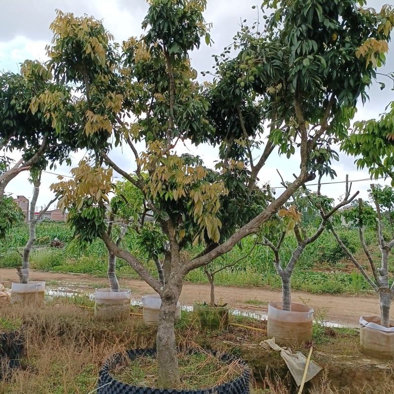 全树冠荔枝假植苗批发啦妃子笑荔枝桂味荔枝