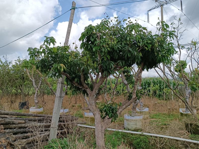 全树冠荔枝假植苗批发啦妃子笑荔枝桂味荔枝