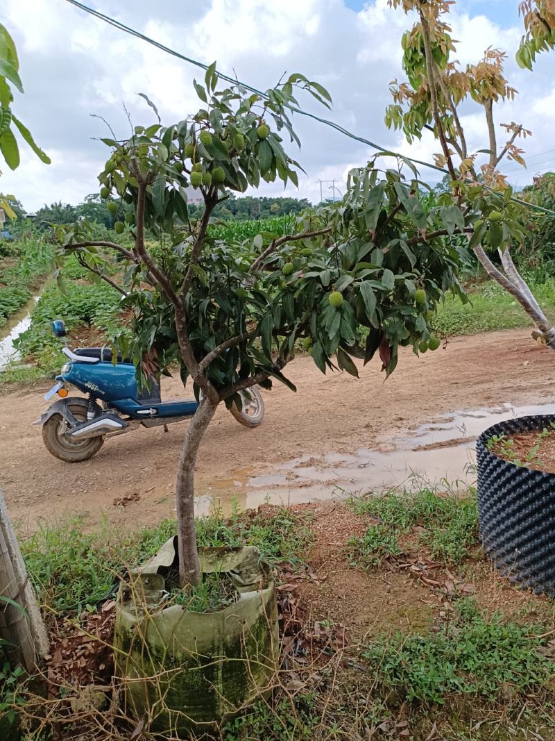 全树冠荔枝假植苗批发啦妃子笑荔枝桂味荔枝