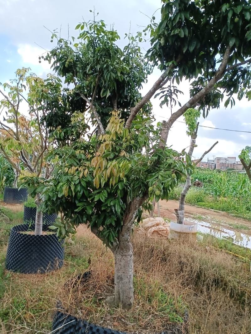 全树冠荔枝假植苗批发啦妃子笑荔枝桂味荔枝