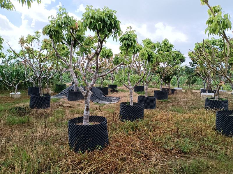 全树冠荔枝假植苗批发啦妃子笑荔枝桂味荔枝