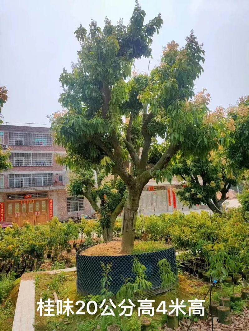 全树冠荔枝假植苗批发啦妃子笑荔枝桂味荔枝