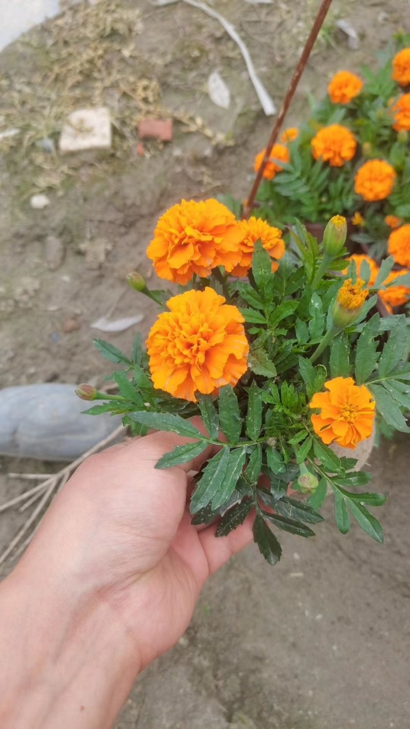 孔雀草基地直销，成都孔雀草小杯，双色杯。一手货源