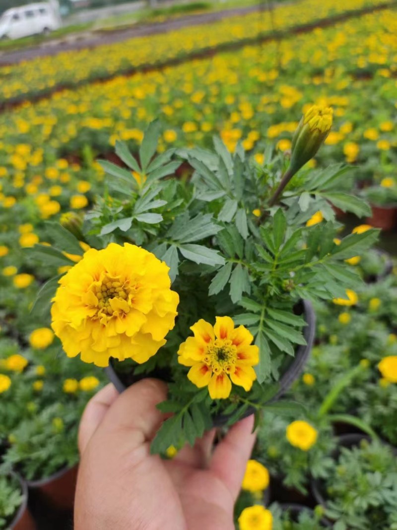 孔雀草基地直销，成都孔雀草小杯，双色杯。一手货源
