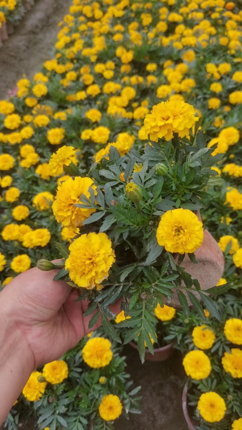 孔雀草基地直销，成都孔雀草小杯，双色杯。一手货源