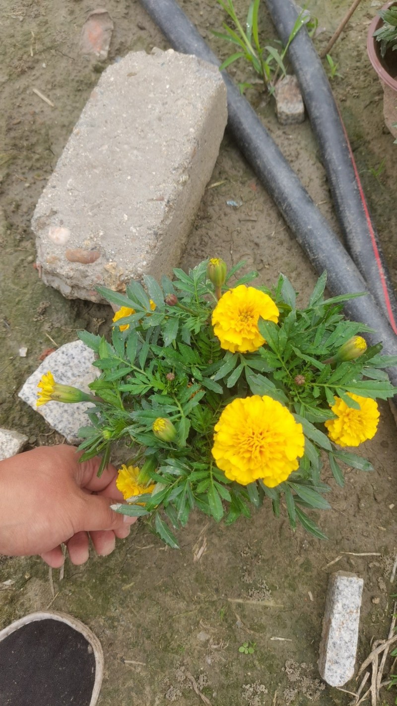 孔雀草基地直销，成都孔雀草小杯，双色杯。一手货源