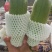 各种蔬菜