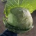 各种蔬菜
