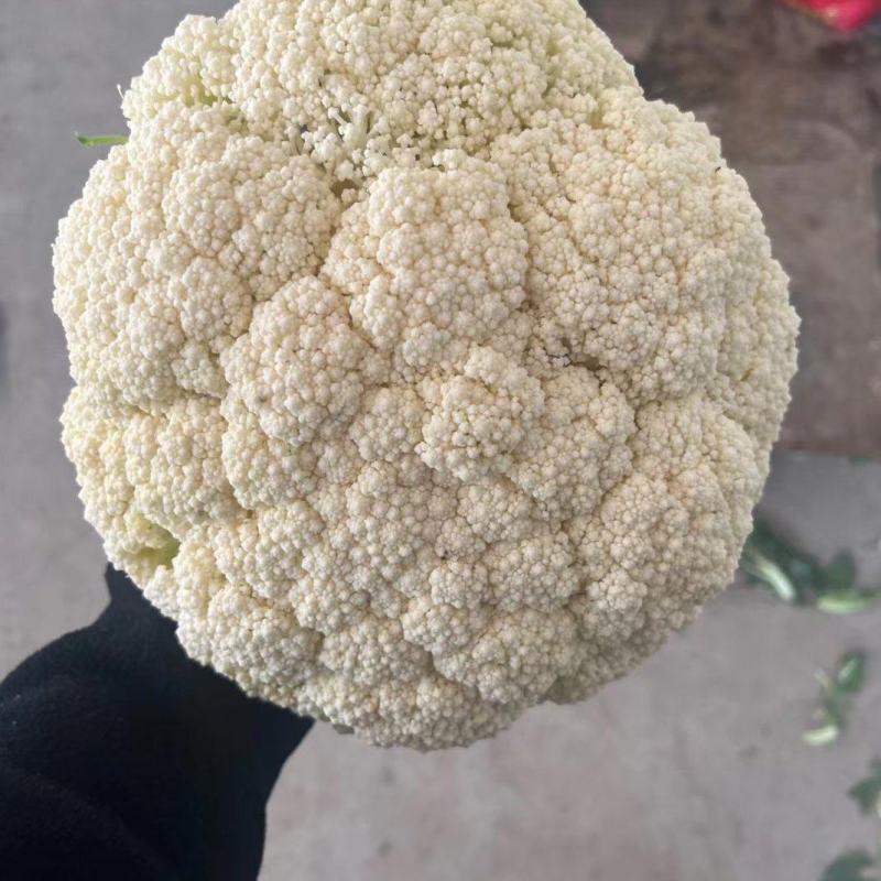 各种蔬菜