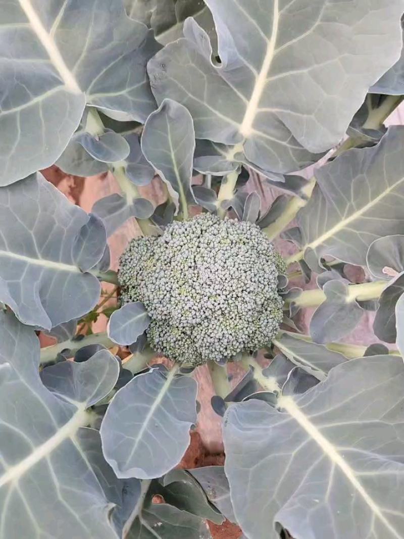 各种蔬菜