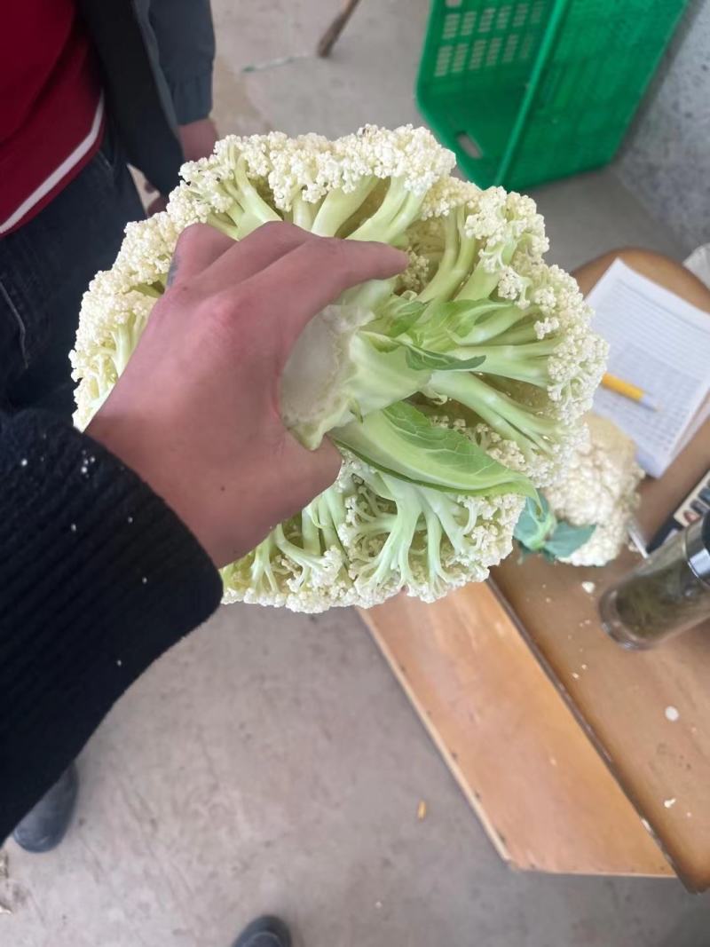 各种蔬菜