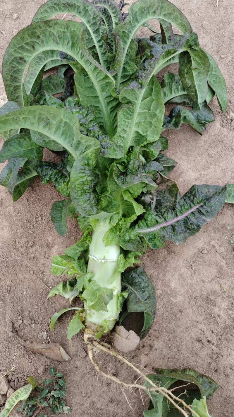 各种蔬菜