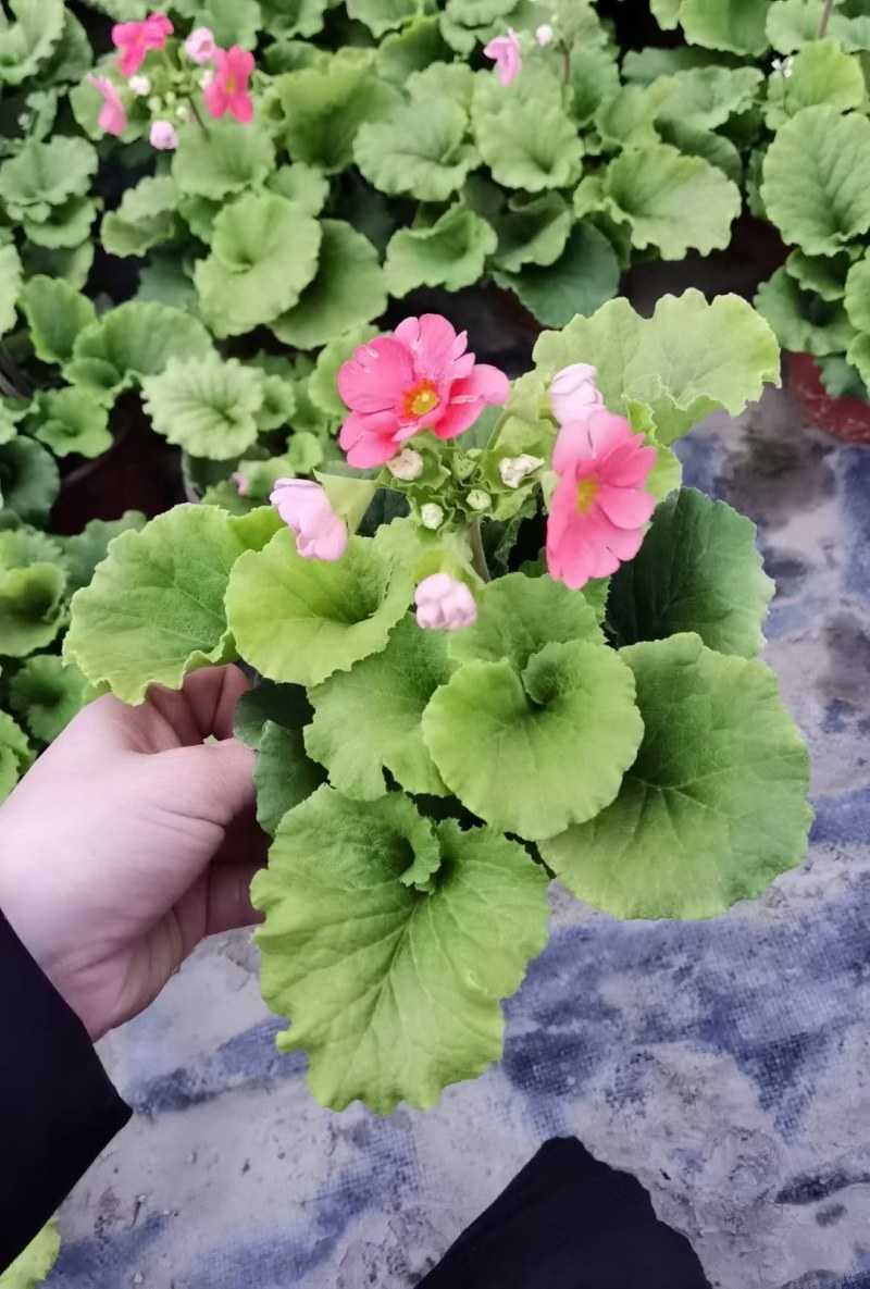 大花樱草杯苗，大花樱草图片，大花樱花价格多少成都基地