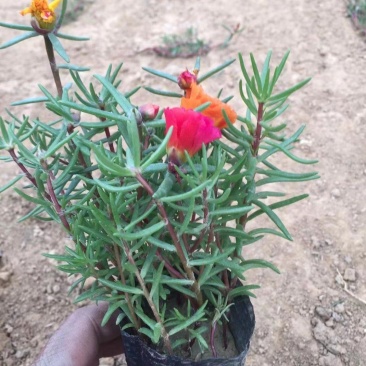 太阳花马齿笕五颜六色花镜盆栽观赏
