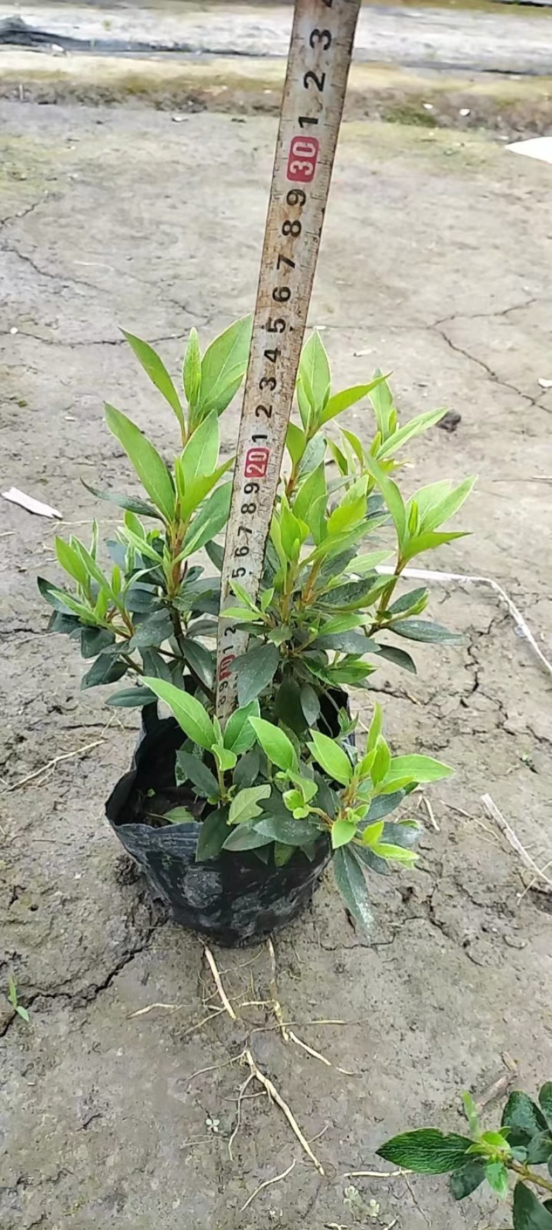 春鹃20-30高杜鹃春鹃地苗小杯16杯地笼子批发