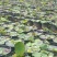 荷花，株高10-20公分，苗子好，成都货源