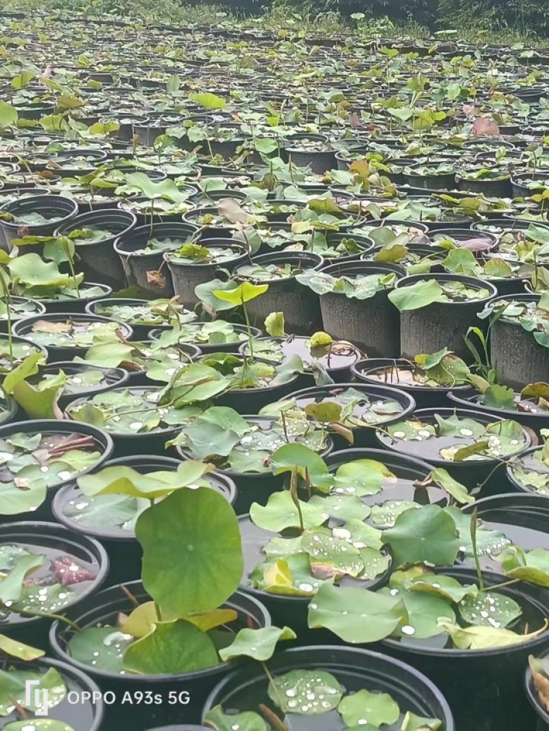 荷花，株高10-20公分，苗子好，成都货源