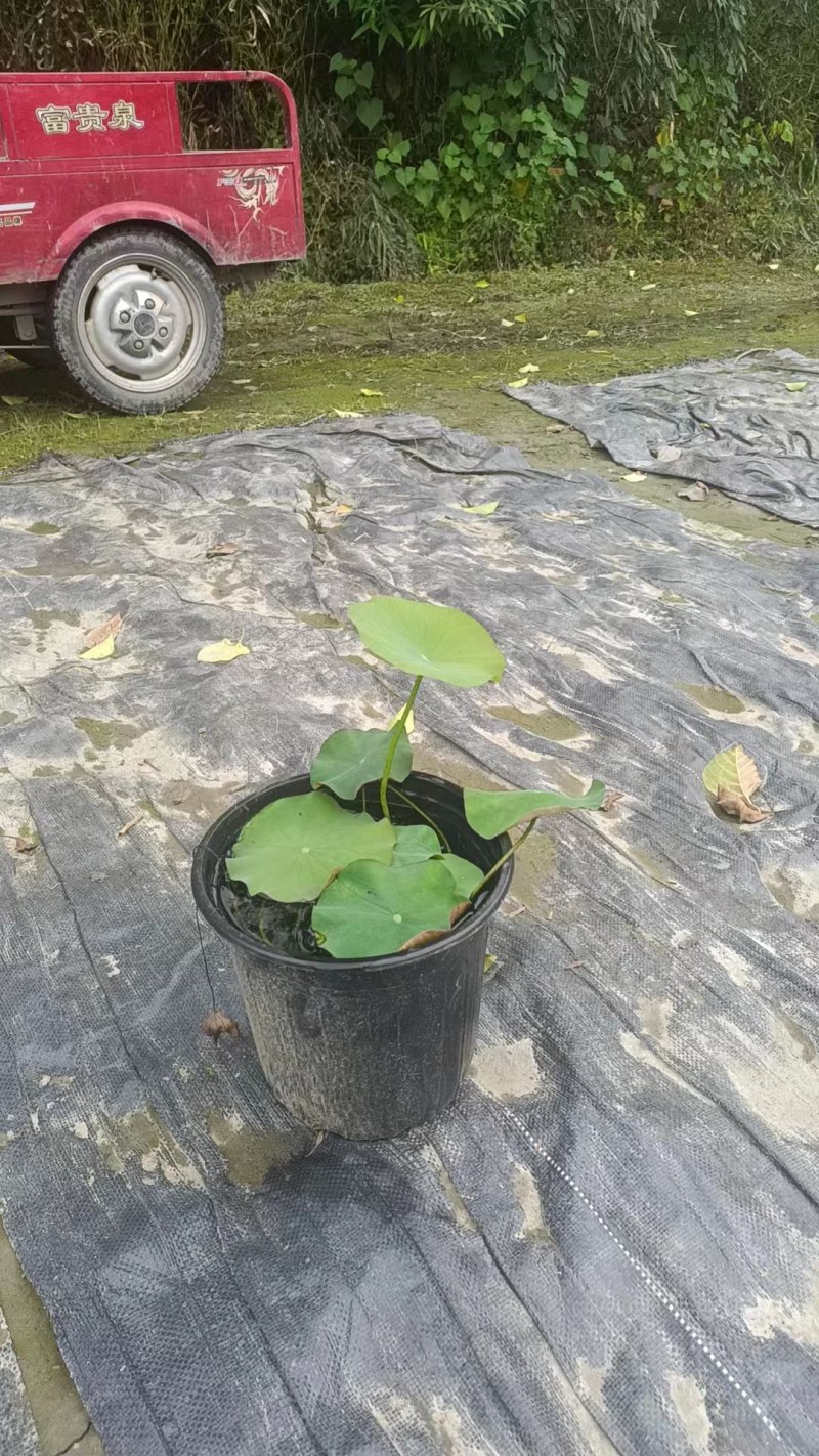 荷花，株高10-20公分，苗子好，成都货源