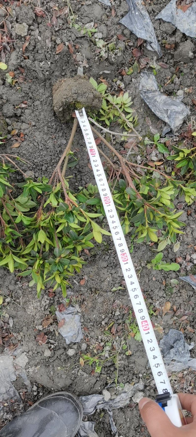春鹃苗批发杜鹃地苗毛笼子25-40高四川郫县货源
