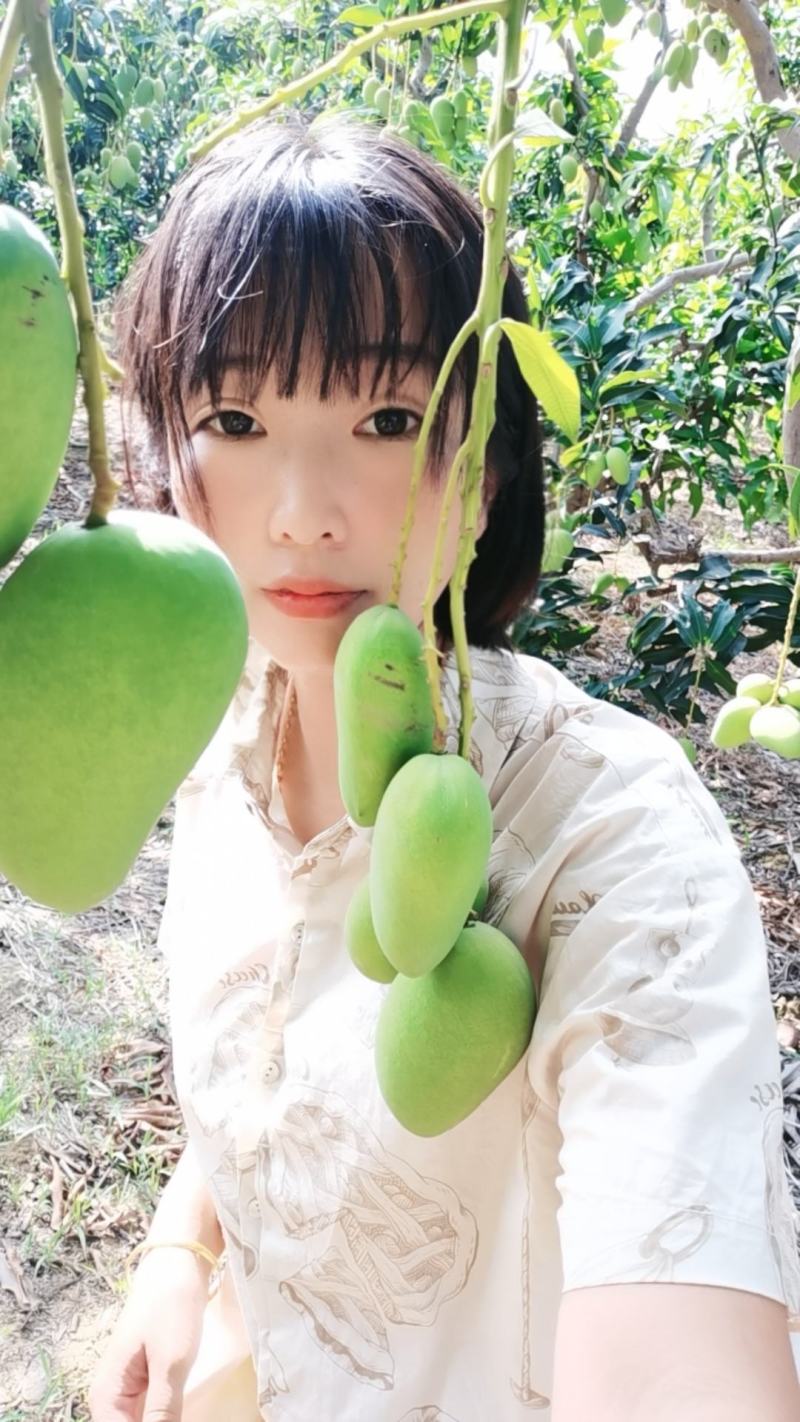 台农金煌芒桂七广西田东台农上市了，大量有货，代收，代办