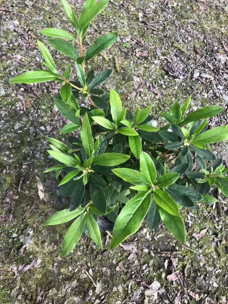 毛鹃地苗杯苗20-40高基地批发毛杜鹃园林工程苗