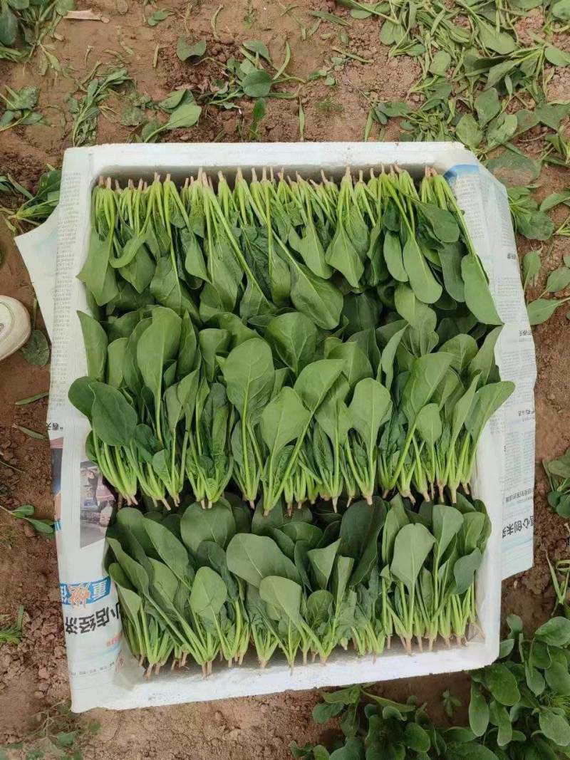 菠菜苗，基地直发发供港蔬菜标准，支持各种包装，欢迎选购
