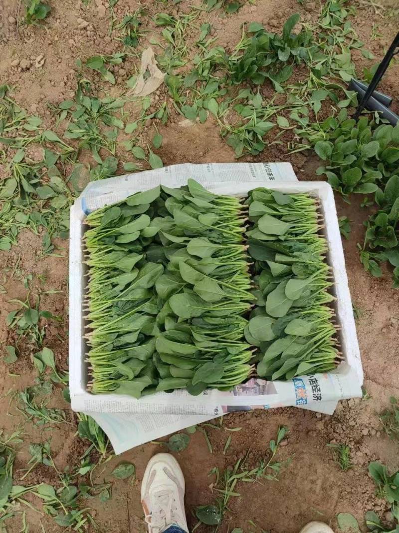 菠菜苗，基地直发发供港蔬菜标准，支持各种包装，欢迎选购