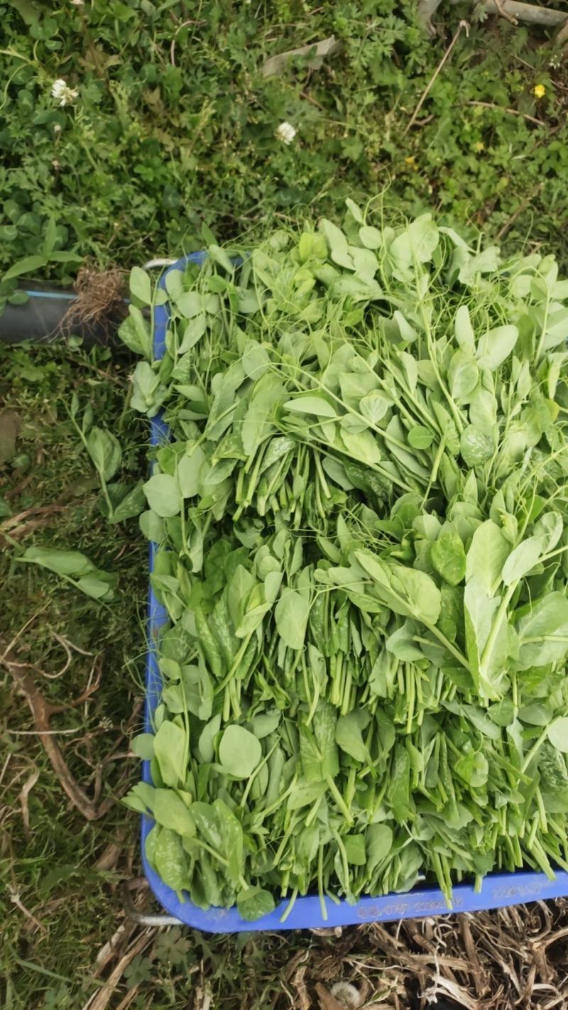 贵州威宁高山豌豆尖