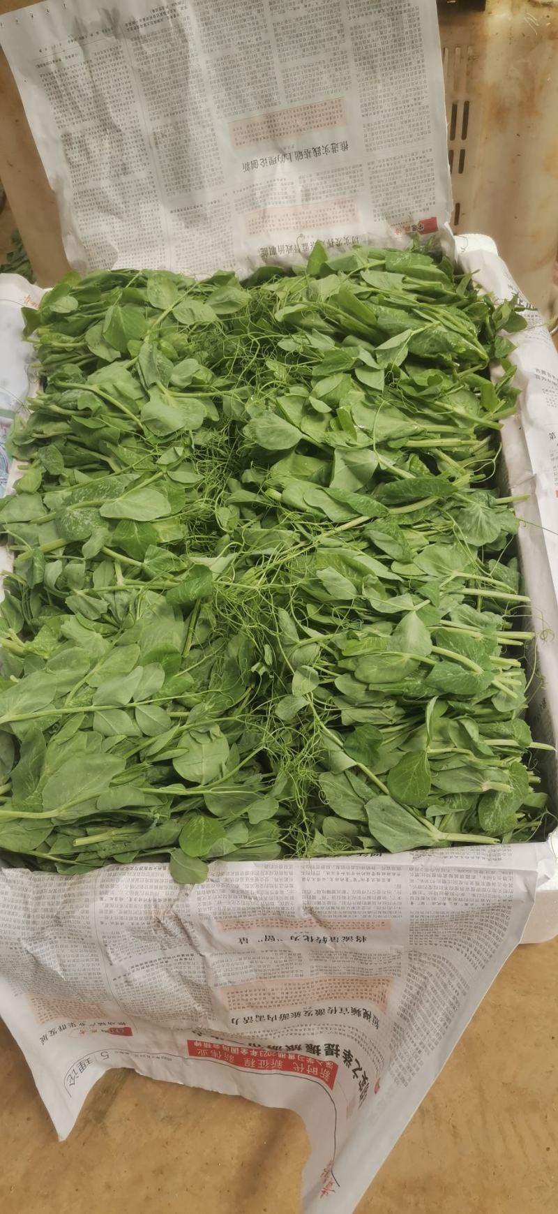 贵州威宁高山豌豆尖