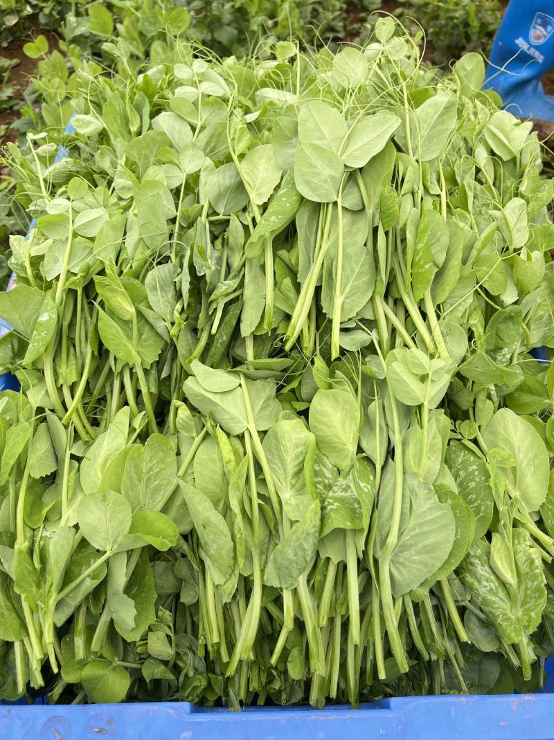 贵州威宁高山豌豆尖