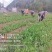 贵州威宁高山豌豆尖