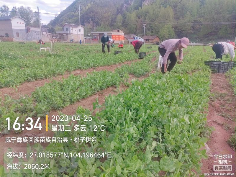 贵州威宁高山豌豆尖