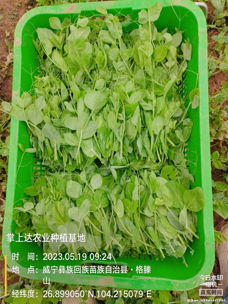 贵州威宁高山豌豆尖