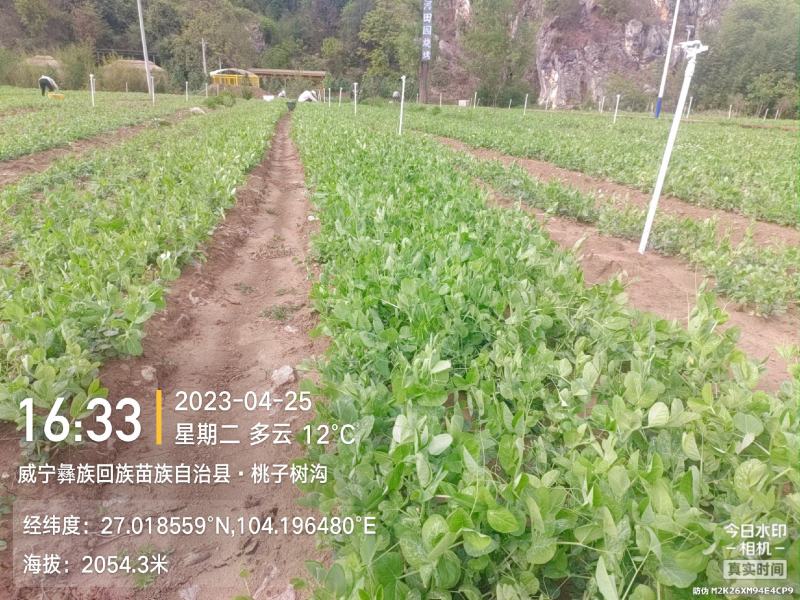 贵州威宁高山豌豆尖