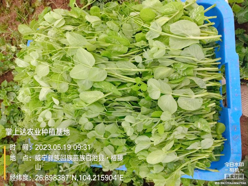 贵州威宁高山豌豆尖