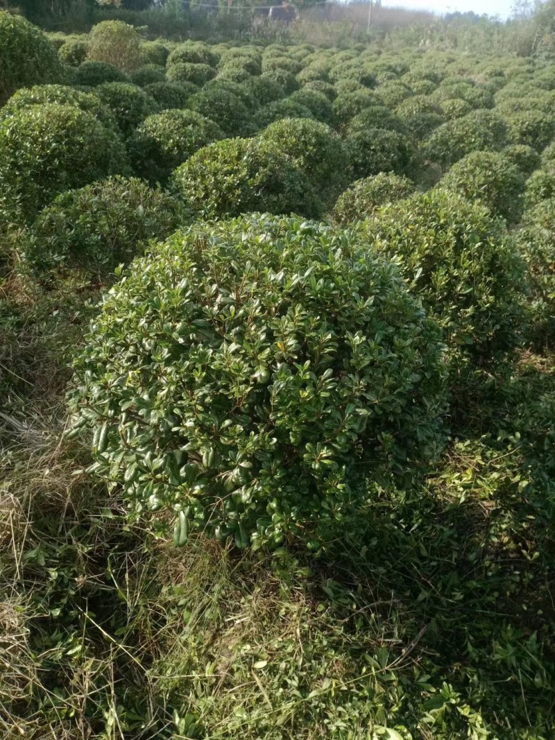 批发海桐球80—1.8米海桐球基地直销一手货源