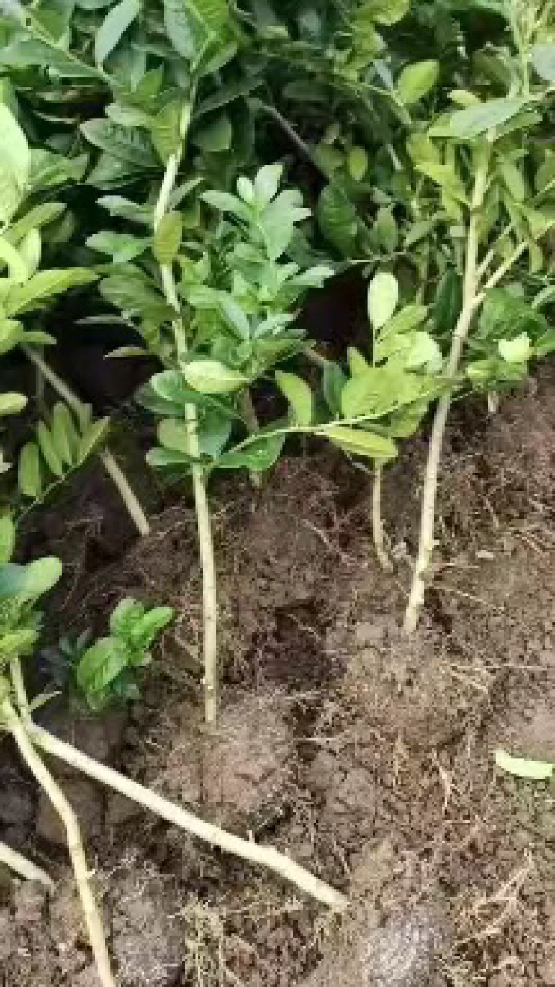 佛手苗，包技术包回收