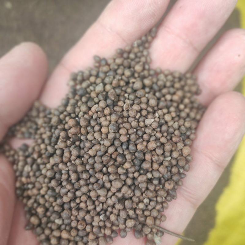 黄荆子干货牡荆子布荆子中药材欢迎选购！量大从优！