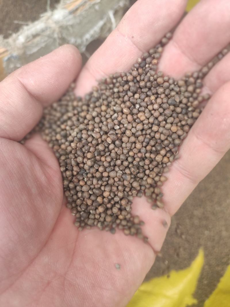 黄荆子干货牡荆子布荆子中药材欢迎选购！量大从优！