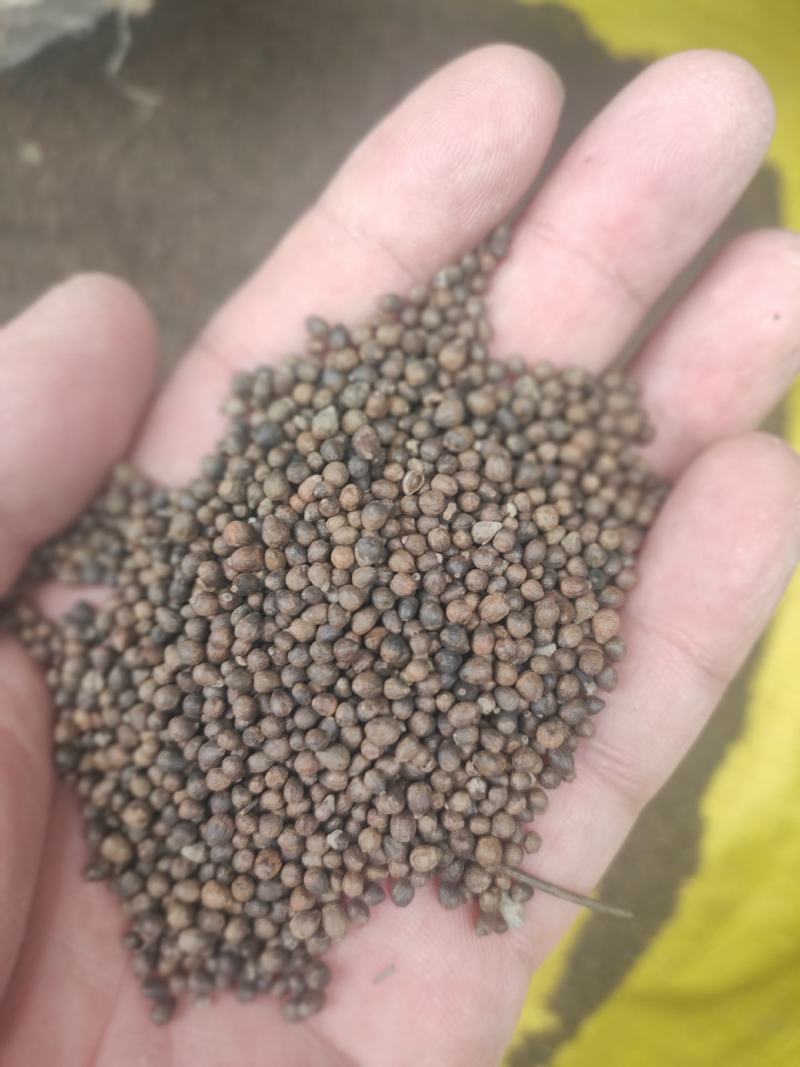 黄荆子干货牡荆子布荆子中药材欢迎选购！量大从优！
