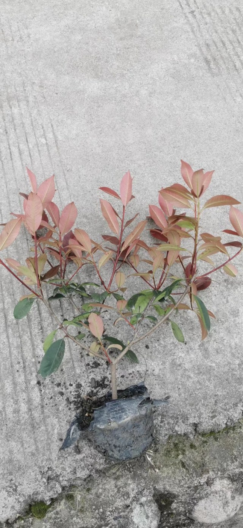 红叶石楠绿篱30-1.5米高杯苗美植袋基地直销