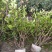 红叶石楠绿篱30-1.5米高杯苗美植袋基地直销