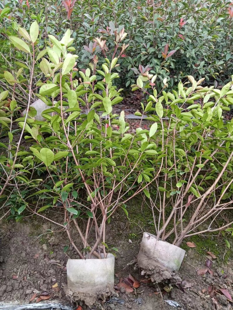 红叶石楠绿篱30-1.5米高杯苗美植袋基地直销