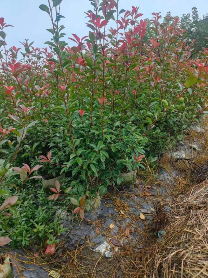 红叶石楠绿篱30-1.5米高杯苗美植袋基地直销