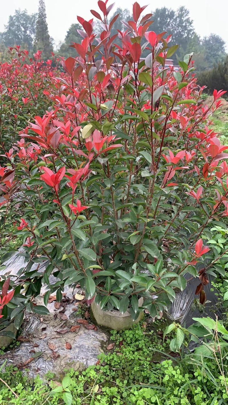 红叶石楠绿篱30-1.5米高杯苗美植袋基地直销