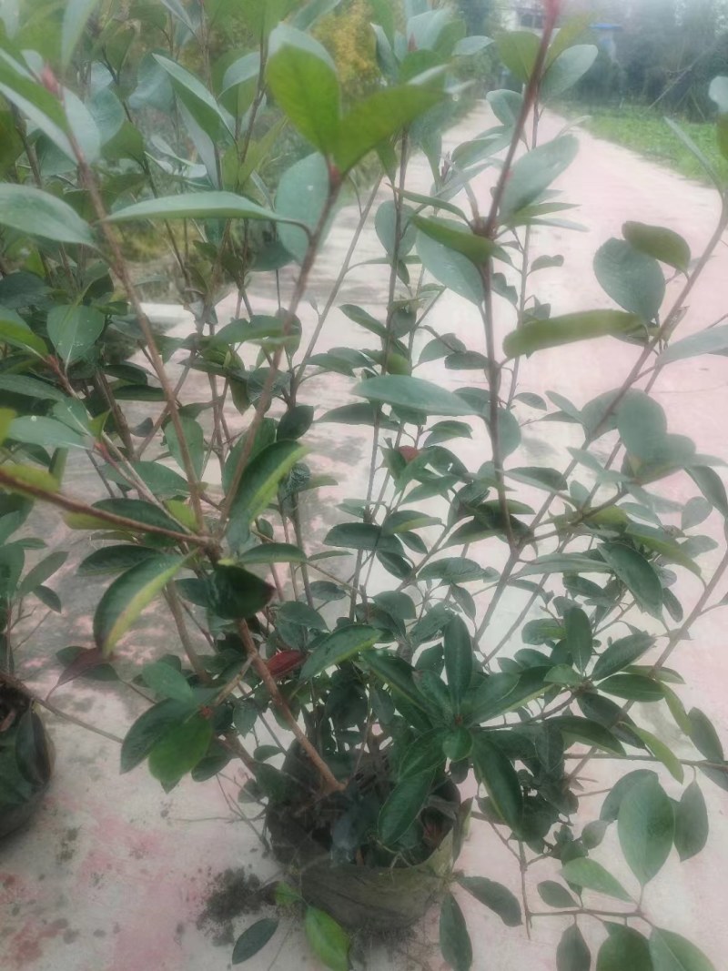 红叶石楠绿篱30-1.5米高杯苗美植袋基地直销