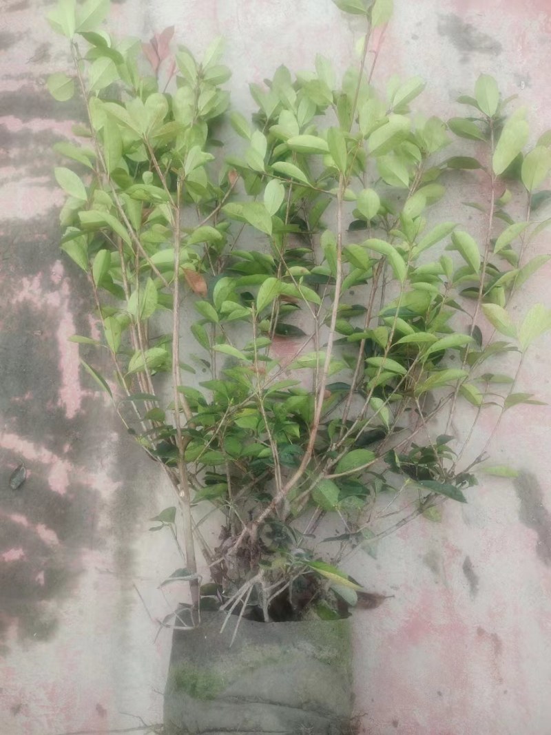 红叶石楠绿篱30-1.5米高杯苗美植袋基地直销